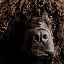 Irish Water Spaniels from Firecreek Farm IWS