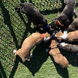 Boxer Puppies from Baton Rouge Boxers
