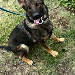 Katniss - German Shepherd