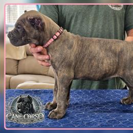 Skye - Gray brindle female Cane Corso puppy in Warren, Ohio from Northeast Ohio Cane Corso