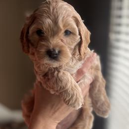 Cavapoo Puppies from Puppylove for Doodles