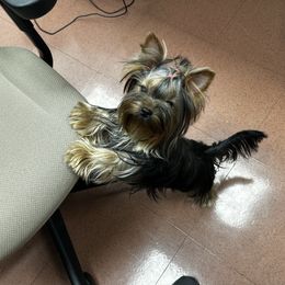 Nala - Yorkshire Terrier