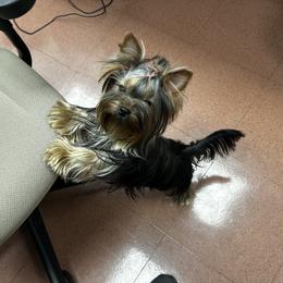 Nala - Yorkshire Terrier