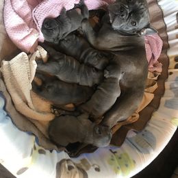 French Bulldog Puppies from Crooked C Ranch