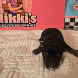 Brantley - Black and gold male Yorkshire Terrier puppy in Callahan, Florida from Nikki's Precious Yorkies