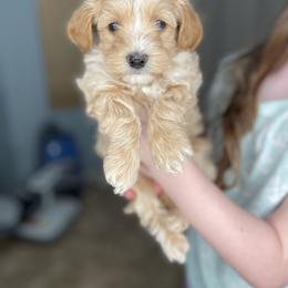 Havapoo puppies from Huckleberry Doodles