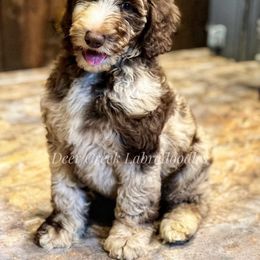 Australian Labradoodle, Cavapoo, and Goldendoodle Puppies from Deer Creek Labradoodles