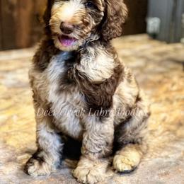 Australian Labradoodle, Cavapoo, and Goldendoodle Puppies from Deer Creek Labradoodles