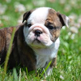 Red brindle and white female Bulldog puppy - Red brindle and white female Bulldog puppy in Fleetwood, Pennsylvania from D and D Bulldogs