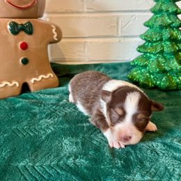 Holly - Red tri female Toy Australian Shepherd puppy in Payson, Utah from Spring Creek Aussies + Corgis