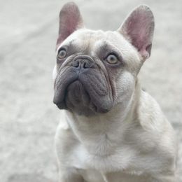 Luxe - French Bulldog