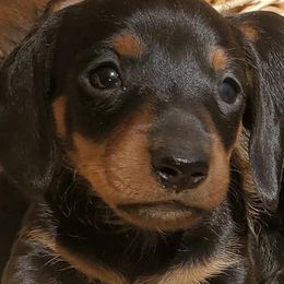 Dachshunds from Santa Rita Doxies