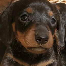 Dachshunds from Santa Rita Doxies