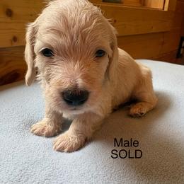 AKC red piebald wirehair - Red male Dachshund puppy in Helenville, Wisconsin from Remarkable Doxies
