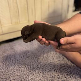 Buggsy - Red male Bulldog puppy in Hopkins, Missouri from Mowry Creek Mini Aussiedoodles and More
