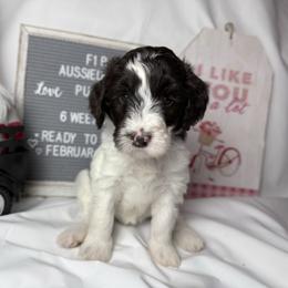 Green collar - Brown and white female Aussiedoodle puppy in Mount Ulla, North Carolina from Girls of anarchy farm