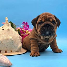 Commotion - Red female Bulldog puppy in Wisconsin from Shameless Bulldogs LLC