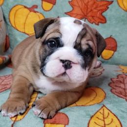 Bulldog Puppies from Illinois Bullies Kennel