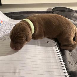 Teal Girl - Chocolate female Labrador Retriever puppy in Rock Hill, South Carolina from North Star Retrievers