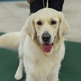 Luna - Golden Retriever