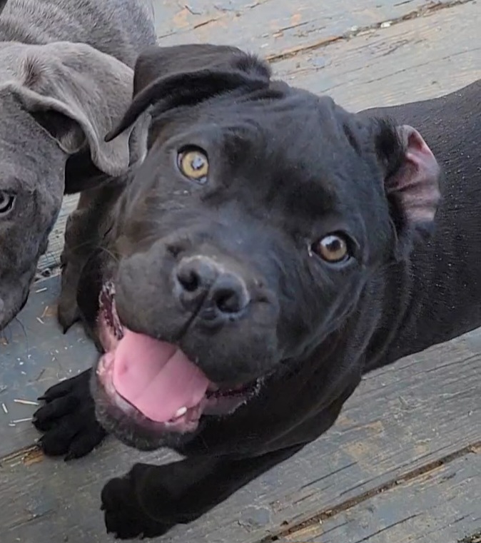 Cane Corso Puppies from Hardradas Dynasty Cane Corso