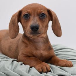 Tucker AKC - Dapple male Dachshund puppy in Coweta, Oklahoma from Sunnyside Dachshunds