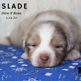 Australian Shepherd, Miniature Australian Shepherd, and Toy Australian Shepherd Puppies from TK Standard, Mini, & Toy Aussies