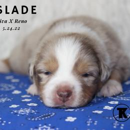 Australian Shepherd, Miniature Australian Shepherd, and Toy Australian Shepherd Puppies from TK Standard, Mini, & Toy Aussies