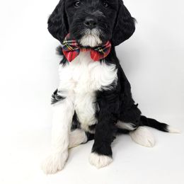 Bernedoodle, Double Doodle, and Goldendoodle Puppies from Winding Creek Ranch
