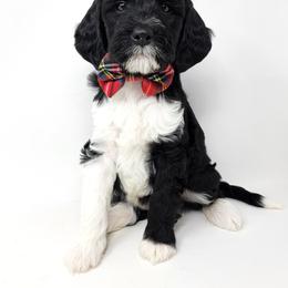 Bernedoodle, Double Doodle, and Goldendoodle Puppies from Winding Creek Ranch