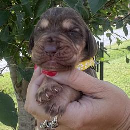 Boy 3 Yellow - male Bloodhound puppy in Lynchburg, Virginia from Bloodhound Life