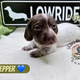 Pepper - Piebald male Dachshund puppy in Hockley, Texas from Shans Down Home Doxies