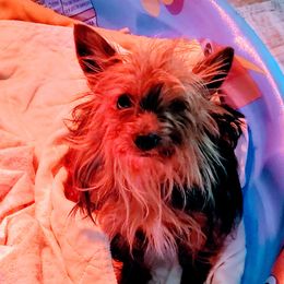 Nutter - Yorkshire Terrier
