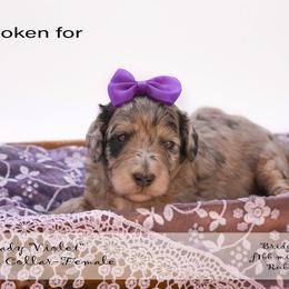 Lady Violet - purple collar - Chocolate merle female Bernedoodle puppy in Lexington, North Carolina from Deborah’s Doodles