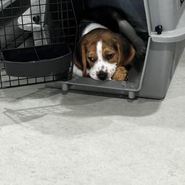 Beagle Puppies from Leslie Beagles of Leslie Farm