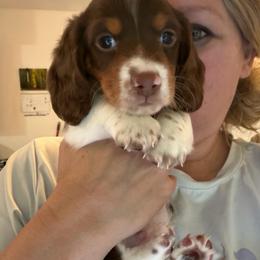 AKC Olaf - Piebald male Dachshund puppy in Erie, Michigan from Champagne’s Grinch Toe’d Dachshunds
