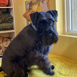 Beardsley  - Miniature Schnauzer