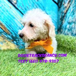 Wire orange collar - Cream female Dachshund puppy in Acton, California from DTR