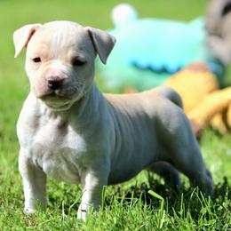 Girl 4 - Fawn female American Staffordshire Terrier puppy in Kewaskum, Wisconsin from Heritage AmStaffs