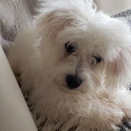 Havapoos from My Havapoo Puppy