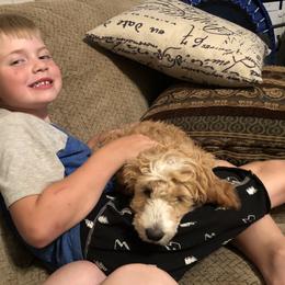 Goldendoodle All Grown Up from Blushing Doodles