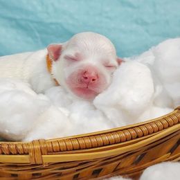 Companion Cross, Maltese, and Maltipoo Puppies from Seeking Shalom Acres Maltese, Maltipoos & Havamalts