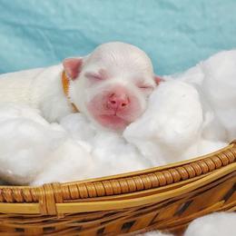 Companion Cross, Maltese, and Maltipoo Puppies from Seeking Shalom Acres Maltese, Maltipoos & Havamalts