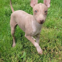 Pogo aka Tully - Red American Hairless Terrier puppy in Missouri from Hearts AHT