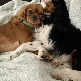 Cavalier King Charles Spaniel Puppies from JoJo’s Cavaliers