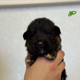 Cosmo - Black and red male German Shepherd puppy in Warwick, Rhode Island from Karma Kennels