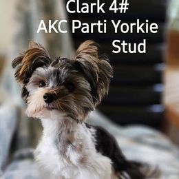 Fluffy - Yorkshire Terrier