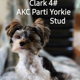 Fluffy - Yorkshire Terrier