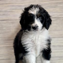 Aussiedoodle and Bernedoodle Puppies from North 40 Doodles
