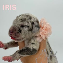 Iris - Merle female Great Dane puppy in Michigan from Ohana Great Danes of Michigan